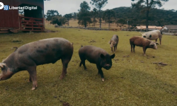 ¿Podrá llevarse a cabo la Ley Animalista de manera integral?